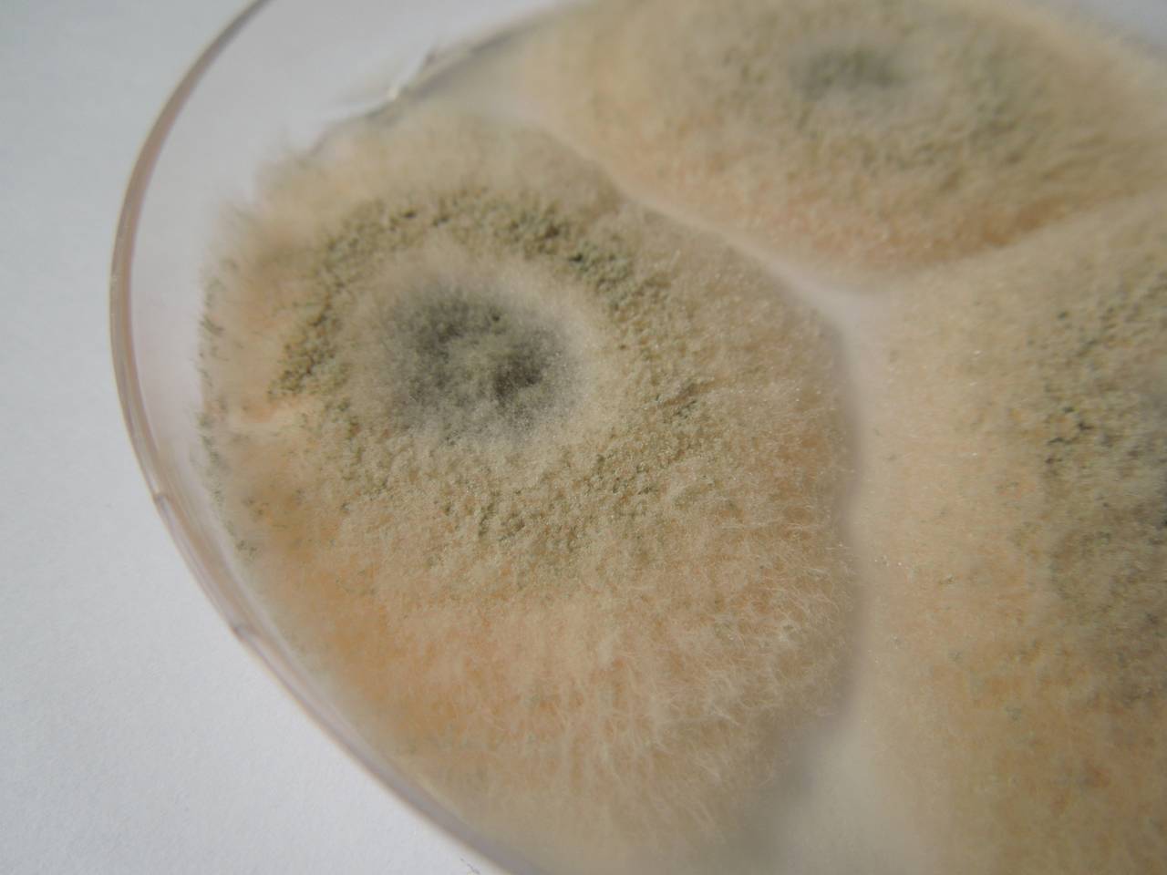 MSU_FS-03358_01, Район Манг Занг (Mang Yang districts), Gia Lai province (Vietnam)