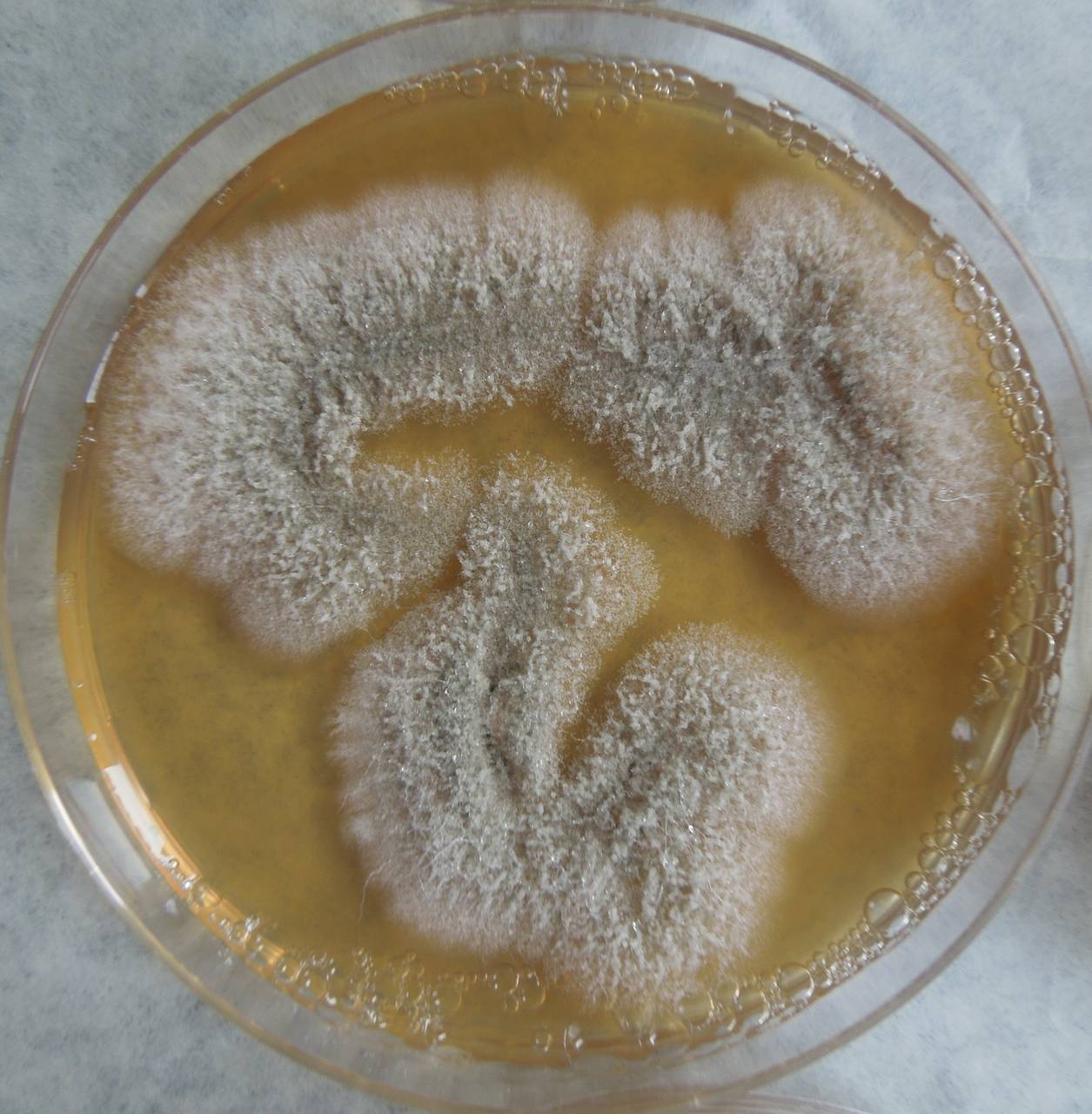 MSU_FS-03359_01, Район Манг Занг (Mang Yang districts), Gia Lai province (Vietnam)