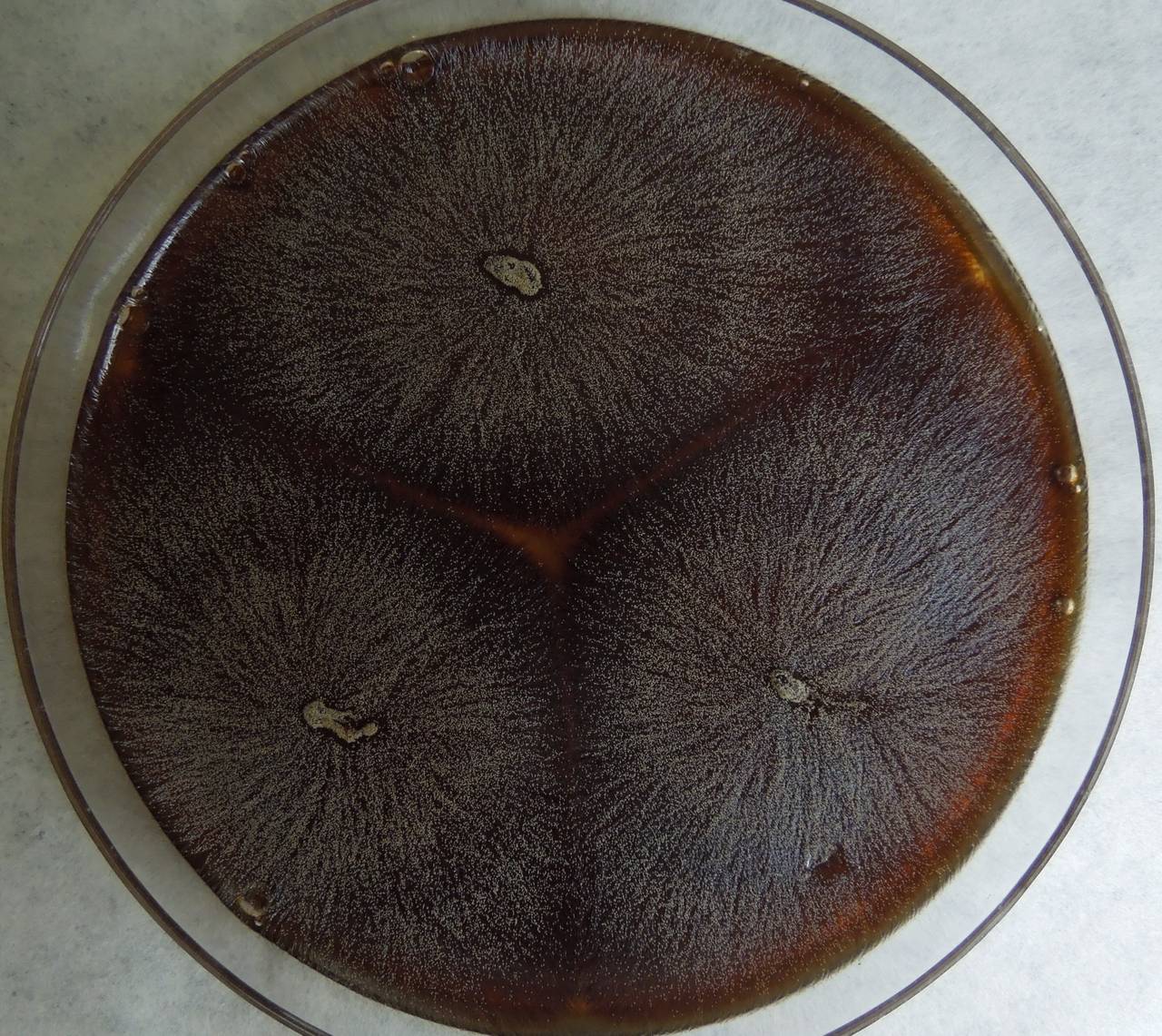 MSU_FS-03360_01, Район Манг Занг (Mang Yang districts), Gia Lai province (Vietnam)