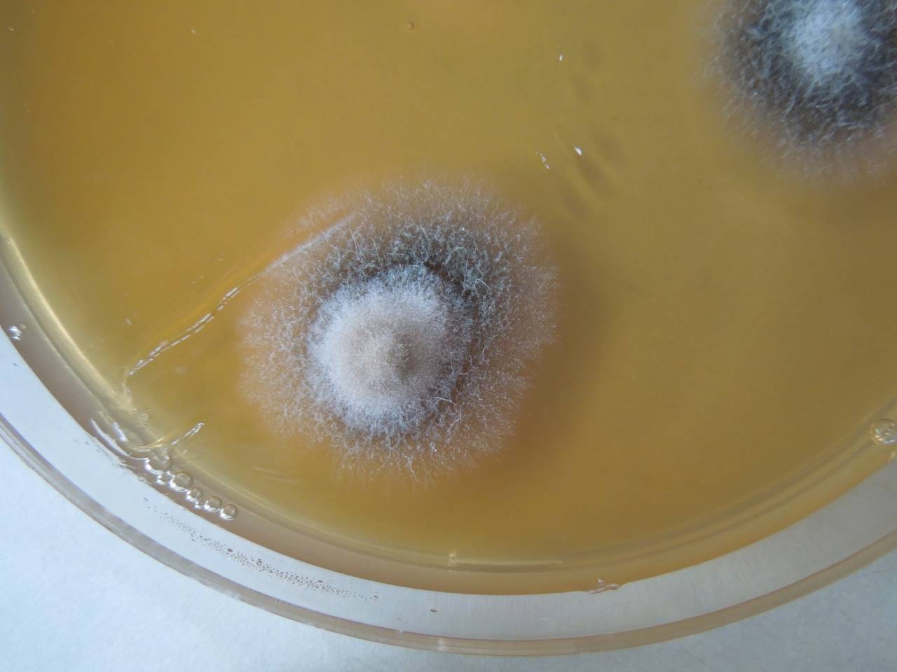 MSU_FS-03362_01, Район К Банг (K'Bang districts), Gia Lai province (Vietnam)