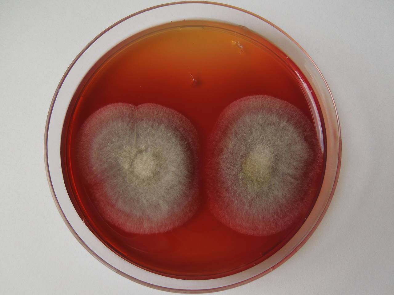 MSU_FS-03365_01, Район Манг Занг (Mang Yang districts), Gia Lai province (Vietnam)