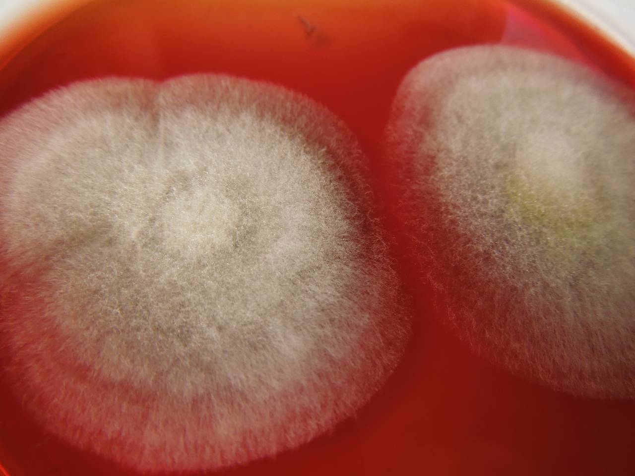 MSU_FS-03365_01, Район Манг Занг (Mang Yang districts), Gia Lai province (Vietnam)