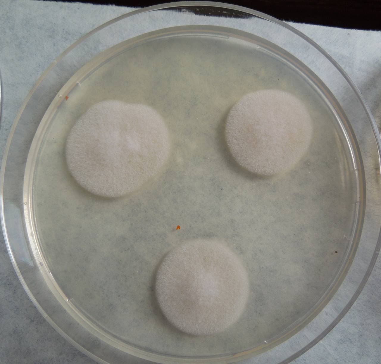 MSU_FS-03367_01, Район Манг Занг (Mang Yang districts), Gia Lai province (Vietnam)