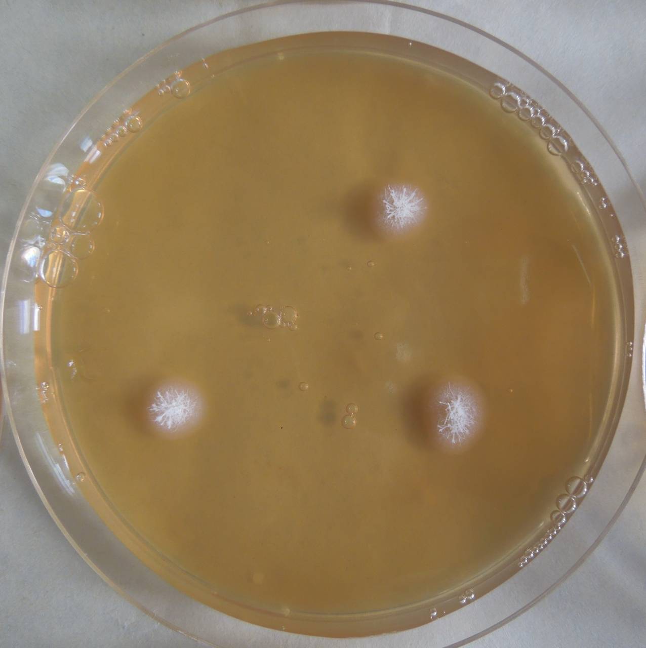 MSU_FS-03371_01, Район К Банг (K'Bang districts), Gia Lai province (Vietnam)