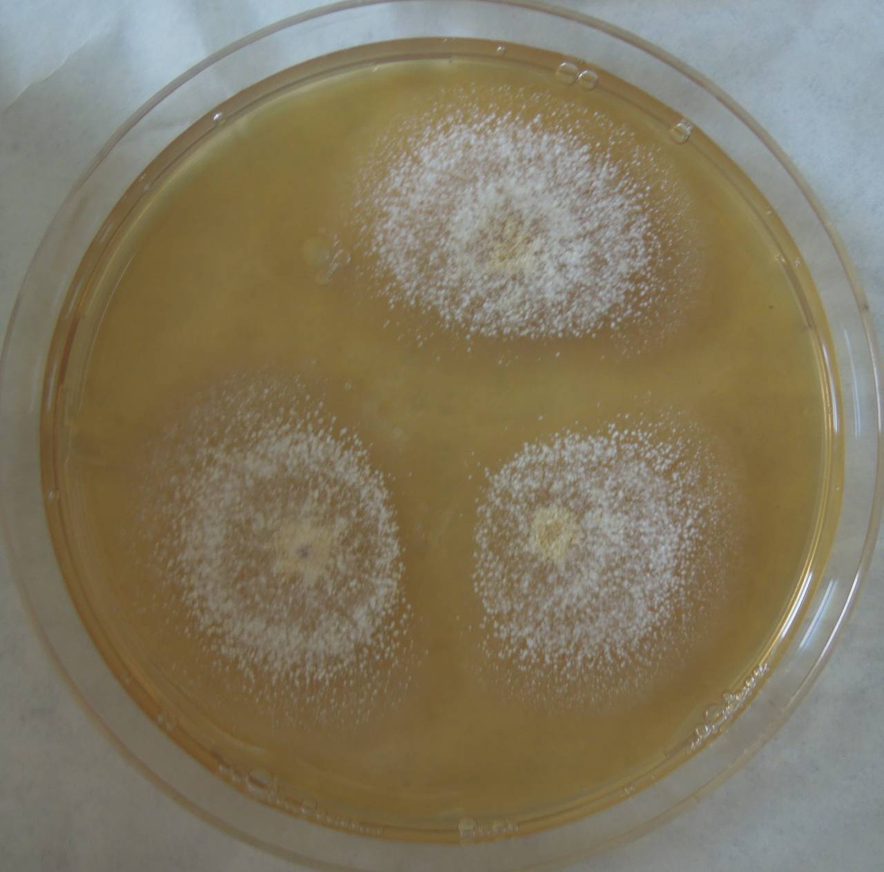 MSU_FS-03376_01, Район К Банг (K'Bang districts), Gia Lai province (Vietnam)