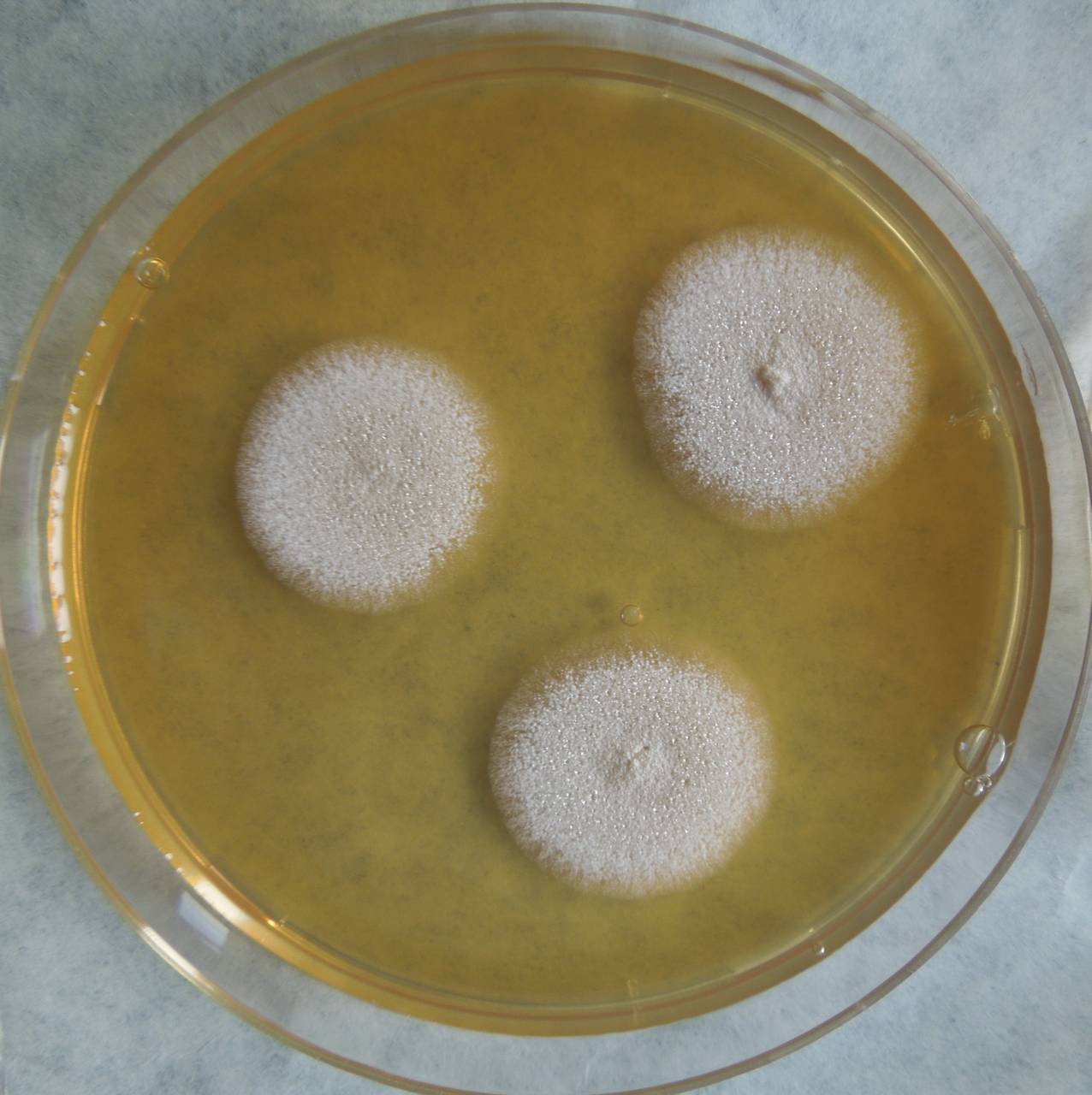 MSU_FS-03377_01, Район Манг Занг (Mang Yang districts), Gia Lai province (Vietnam)