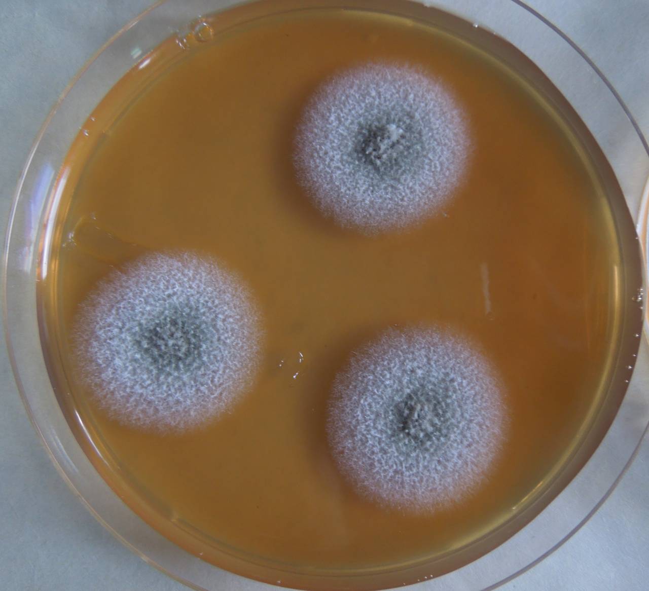 MSU_FS-03390_01, Район К Банг (K'Bang districts), Gia Lai province (Vietnam)