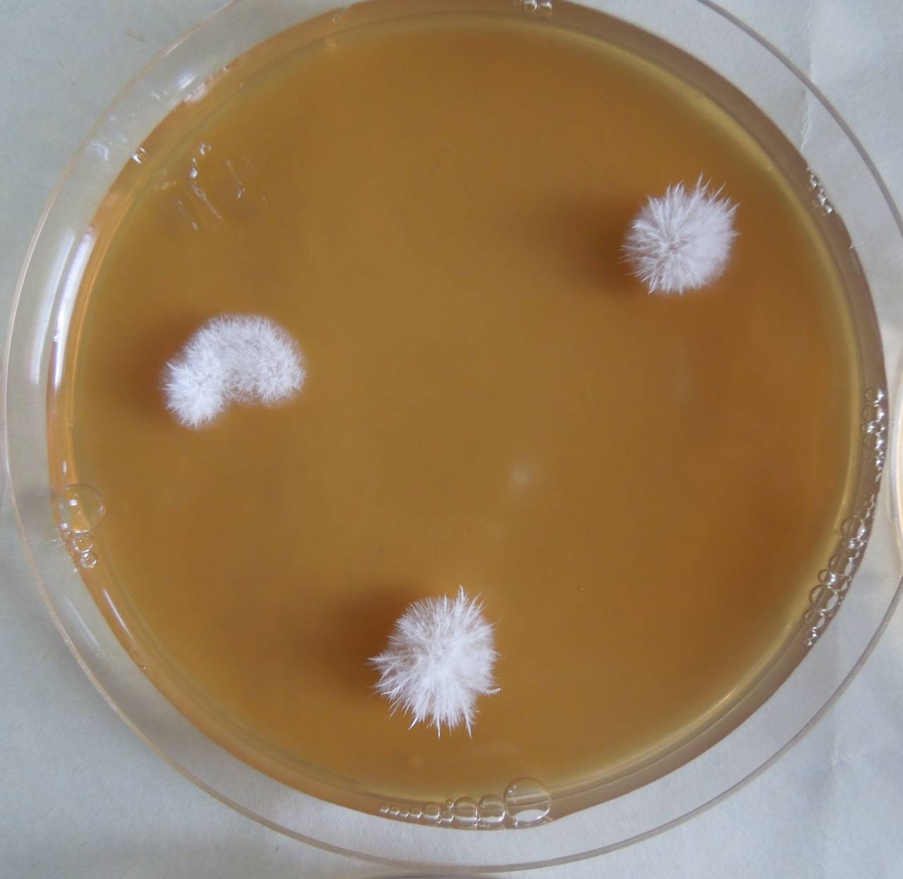 MSU_FS-03393_01, Район Манг Занг (Mang Yang districts), Gia Lai province (Vietnam)