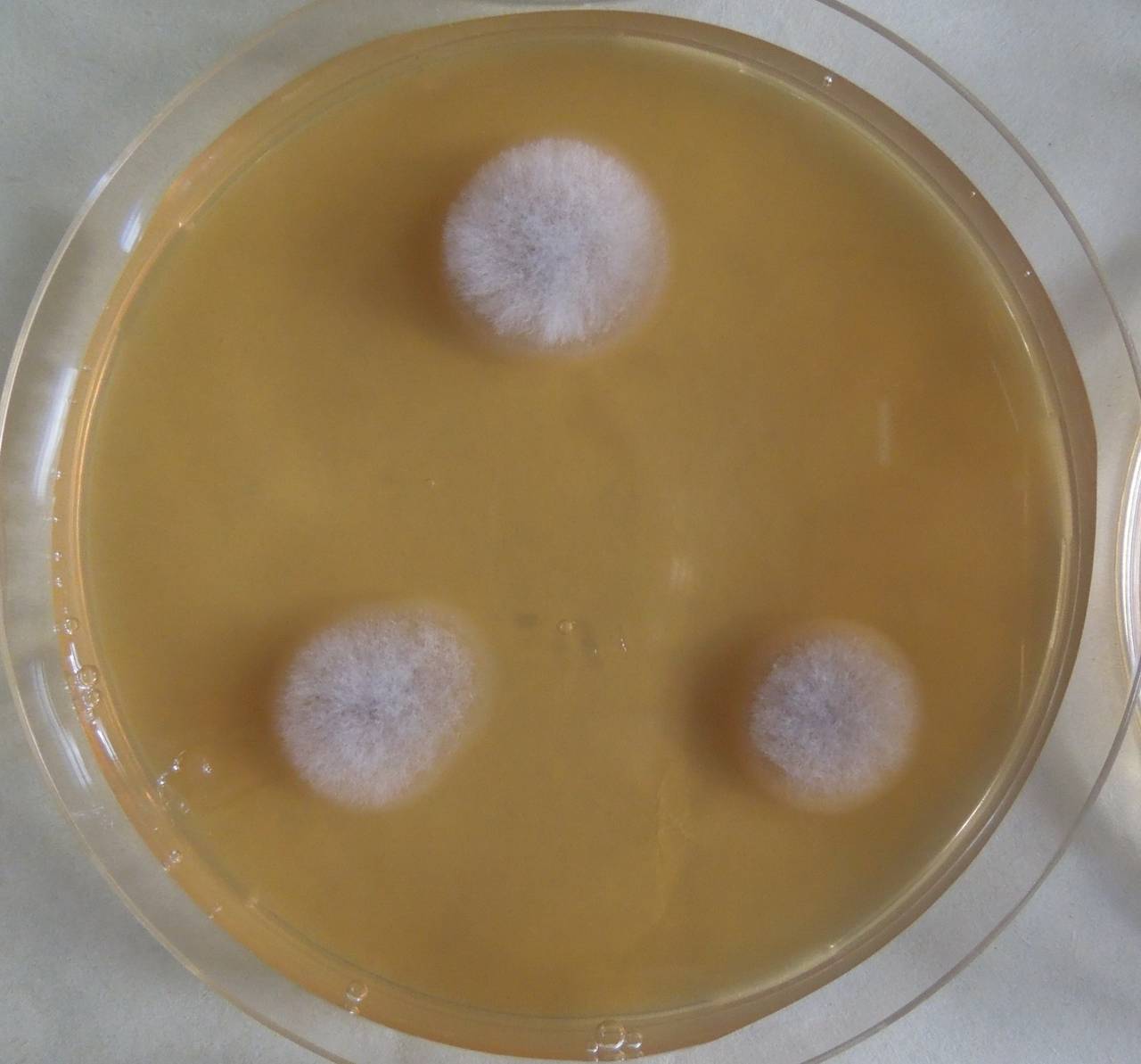 MSU_FS-03396_01, Район К Банг (K'Bang districts), Gia Lai province (Vietnam)