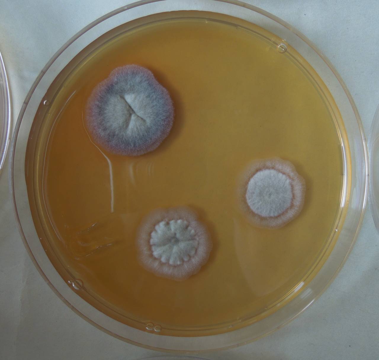 MSU_FS-03403_01, Район К Банг (K'Bang districts), Gia Lai province (Vietnam)