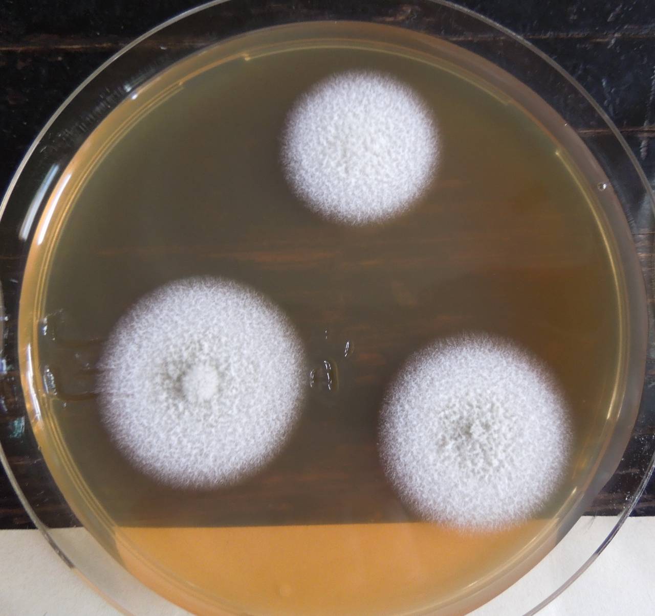 MSU_FS-03406_01, Район К Банг (K'Bang districts), Gia Lai province (Vietnam)