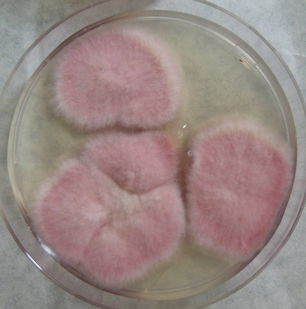 MSU_FS-03422_01, Район Манг Занг (Mang Yang districts), Gia Lai province (Vietnam)