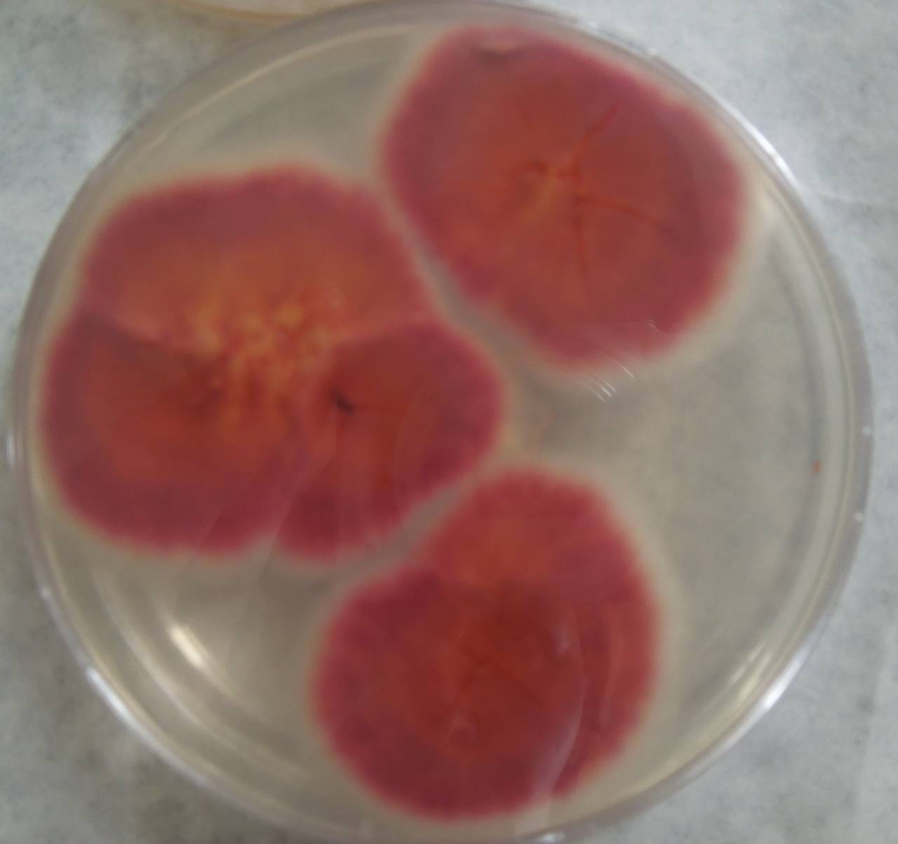 MSU_FS-03422_01, Район Манг Занг (Mang Yang districts), Gia Lai province (Vietnam)