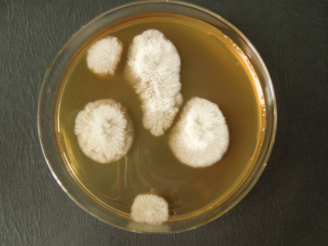 MSU_FS-03428_01, Район Манг Занг (Mang Yang districts), Gia Lai province (Vietnam)