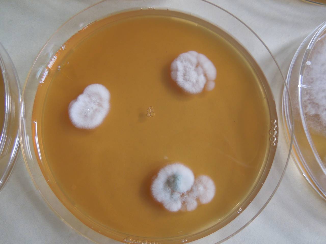 MSU_FS-03432_01, Район К Банг (K'Bang districts), Gia Lai province (Vietnam)