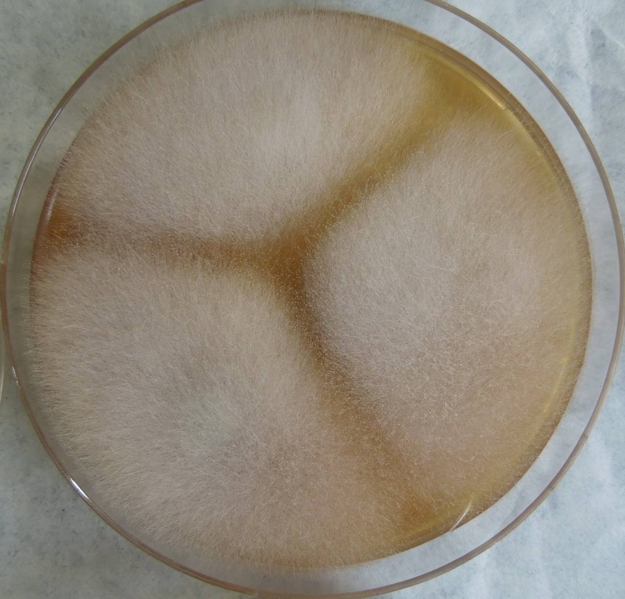 MSU_FS-03433_01, Район Манг Занг (Mang Yang districts), Gia Lai province (Vietnam)