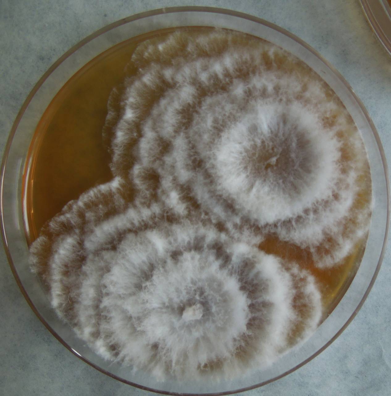 MSU_FS-03436_01, Район Манг Занг (Mang Yang districts), Gia Lai province (Vietnam)