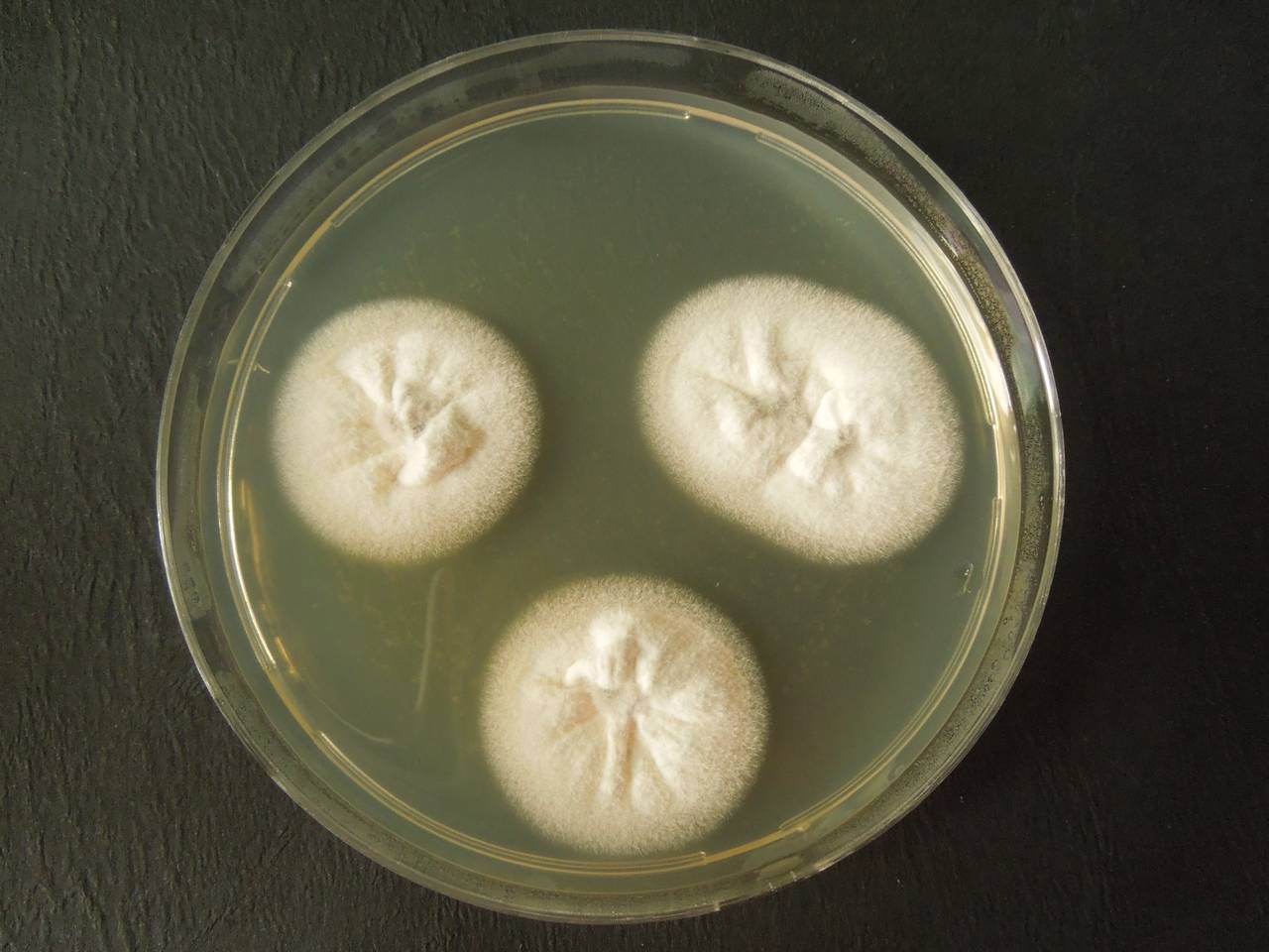 MSU_FS-03438_01, Район Манг Занг (Mang Yang districts), Gia Lai province (Vietnam)