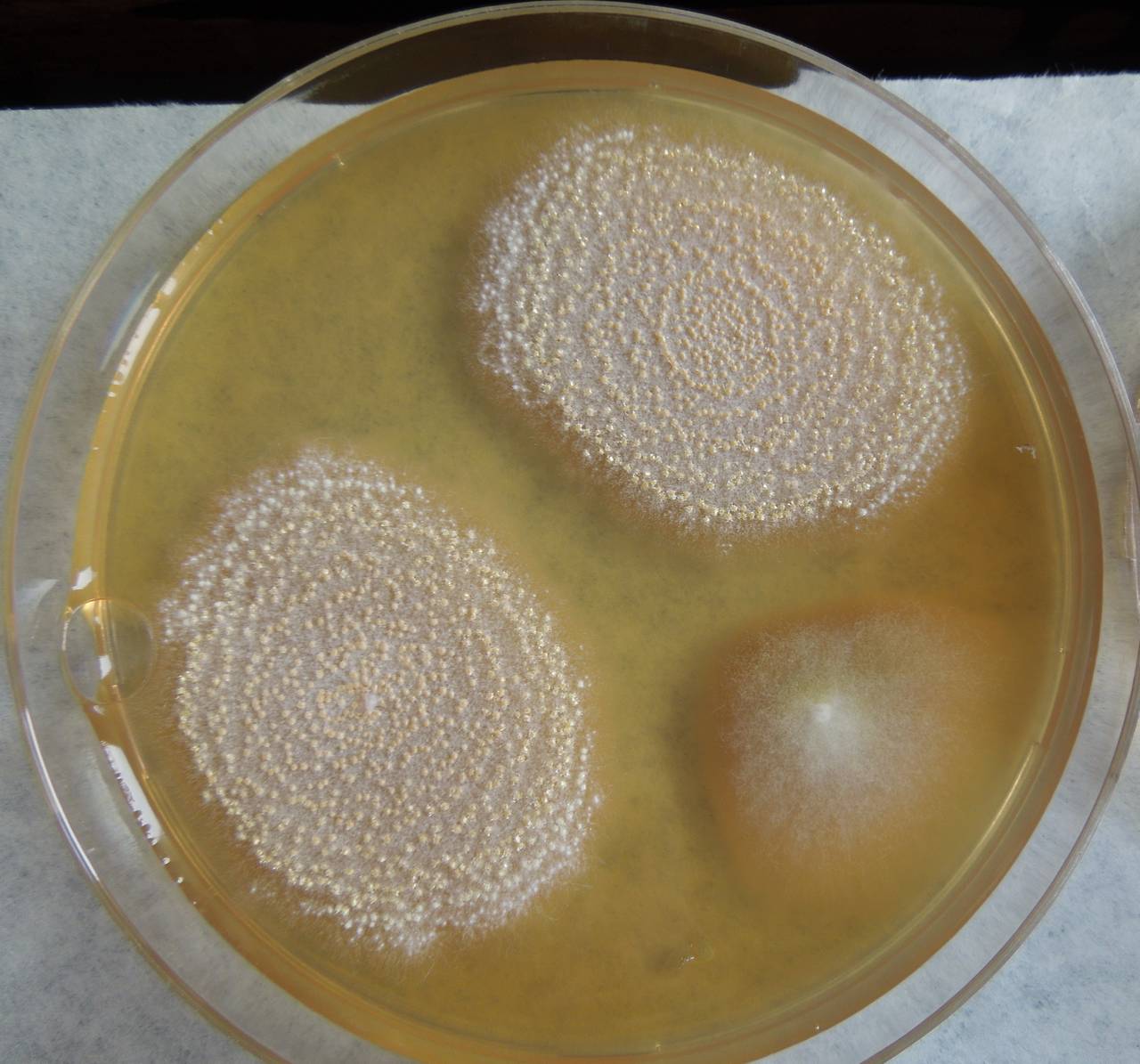 MSU_FS-03449_01, Район Манг Занг (Mang Yang districts), Gia Lai province (Vietnam)