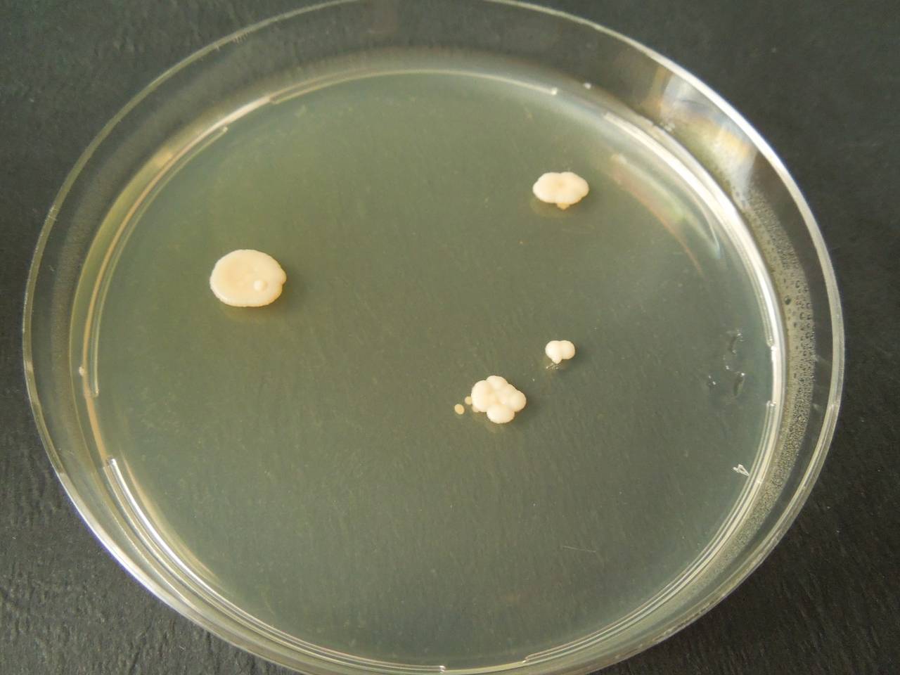 MSU_FS-03451_01, Район Манг Занг (Mang Yang districts), Gia Lai province (Vietnam)