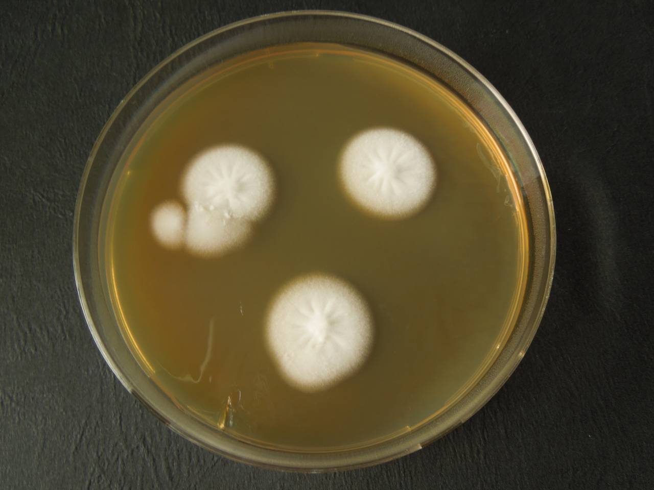 MSU_FS-03454_01, Район Манг Занг (Mang Yang districts), Gia Lai province (Vietnam)