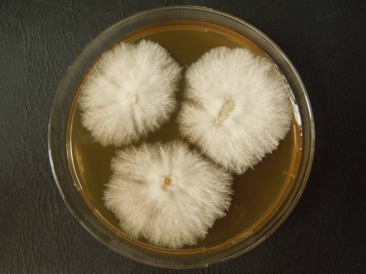 MSU_FS-03469_01, Район Манг Занг (Mang Yang districts), Gia Lai province (Vietnam)