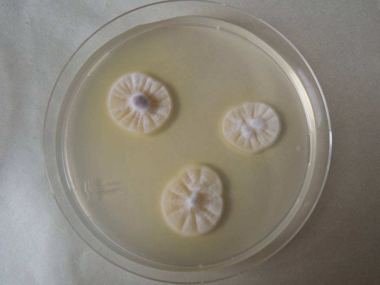 MSU_FS-03482_01, Район К Банг (K'Bang districts), Gia Lai province (Vietnam)