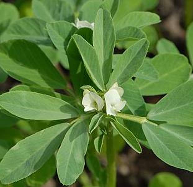 Суспензионная культура клеток Trigonella foenum-graecum под микроскопом