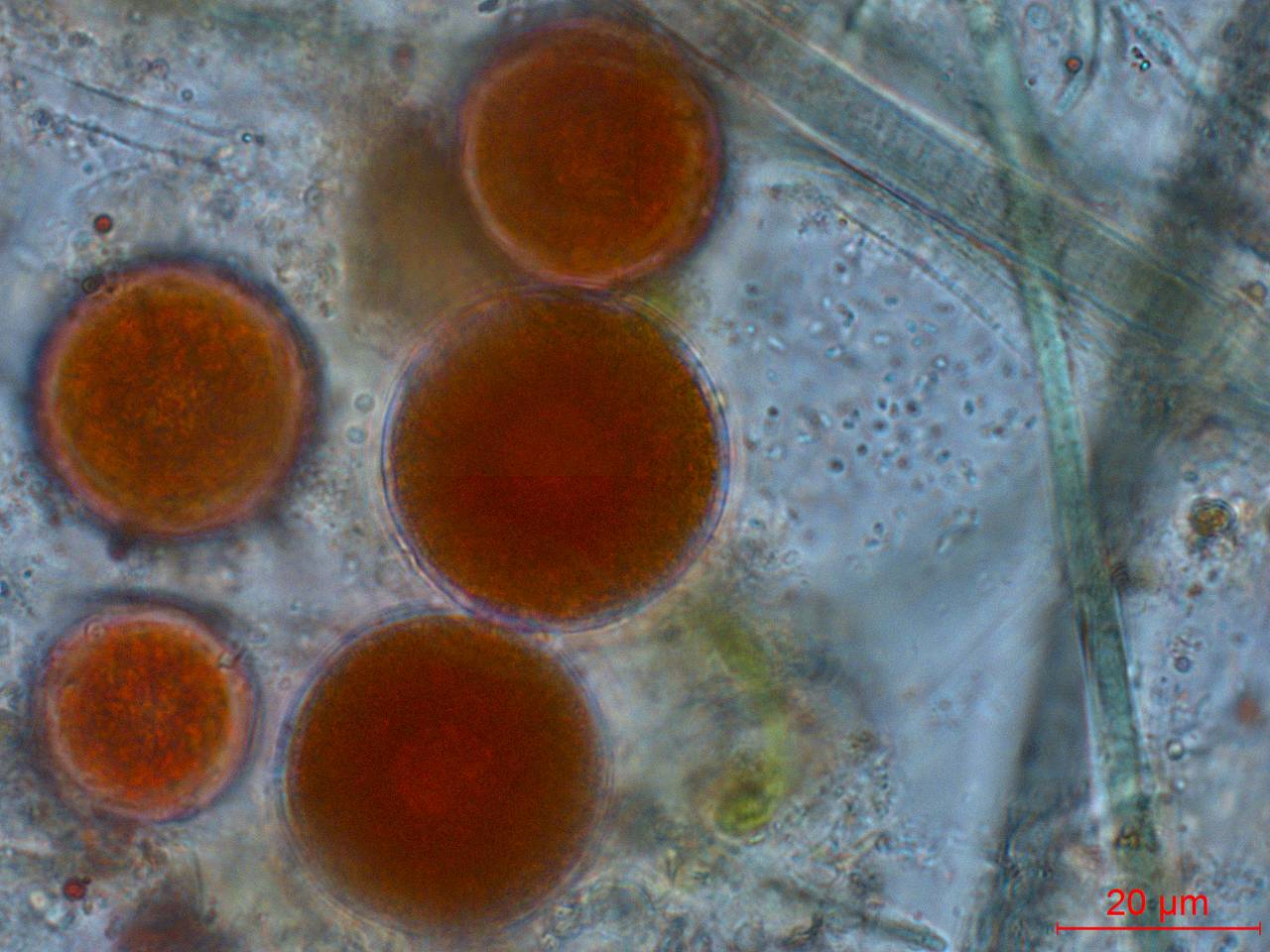 Фрагмент исходного образца (3), лампа, зеленый фильтр. Мночисленные клетки гематококкуса, нитчатые цианобактерии III субсекции, бактерии , Лоухский район, Ругозерская губа Кандалакшского залива Белого моря, полуостров Киндо, Karelia (Russia)