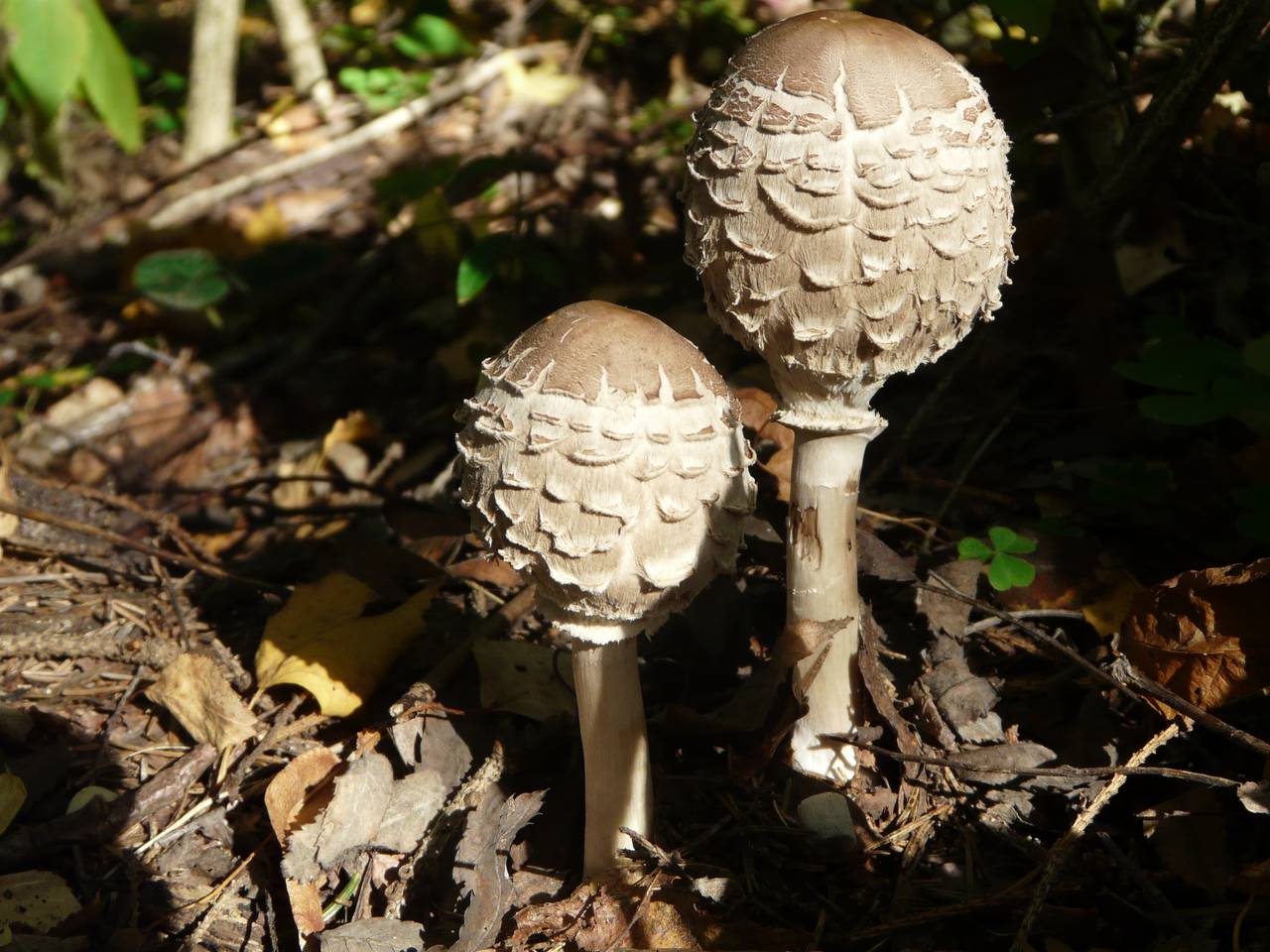 Chlorophyllum rachodes (Vittad.) Vellinga
фото В.П. Прохорова, Одинцовский, Moscow Oblast (Russia)