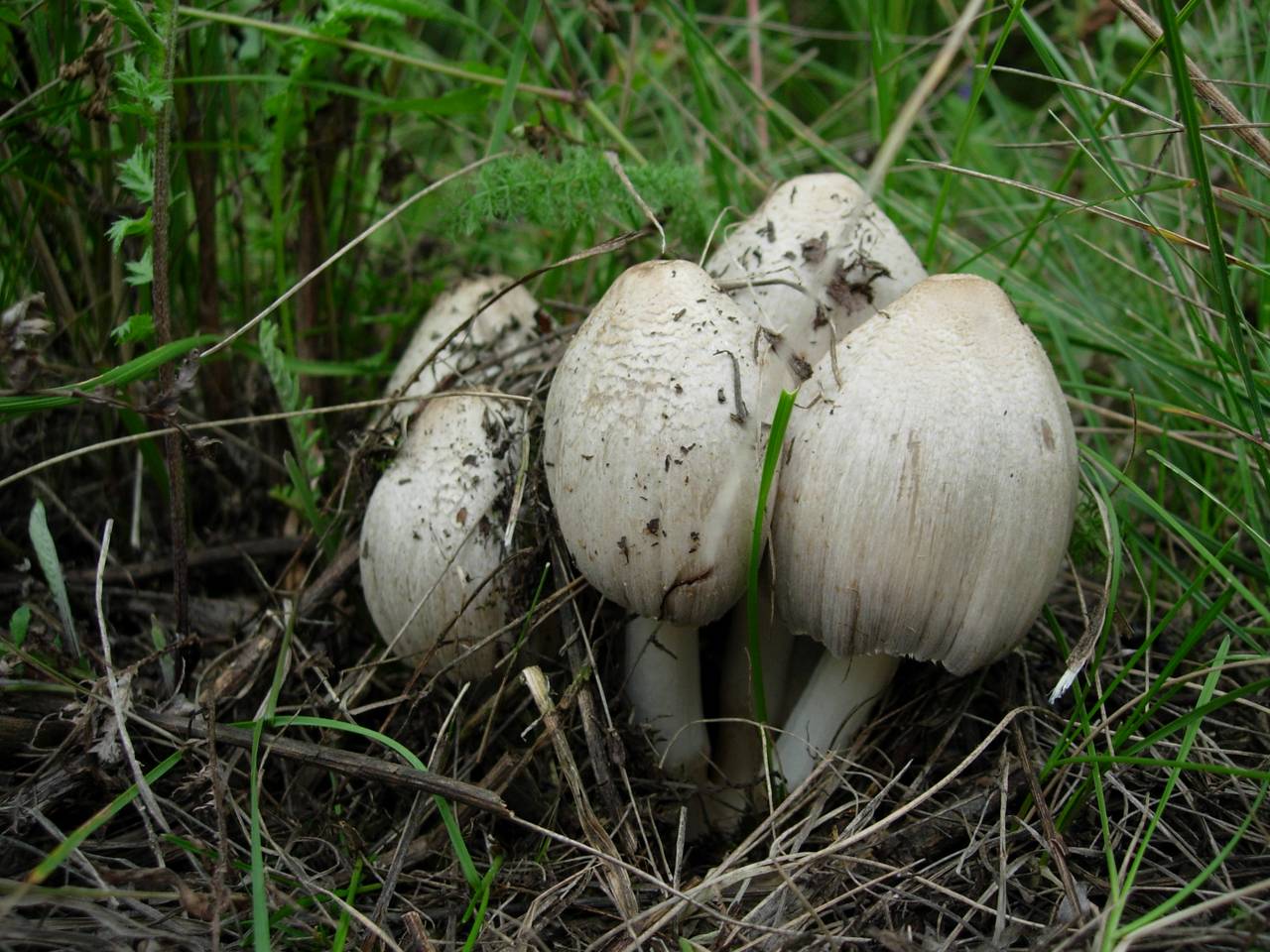 Coprinopsis atramentaria (Bull.) Redhead, Vilgalys & Moncalvo
фото А.В.Александровой, Одинцовский, Moscow Oblast (Russia)