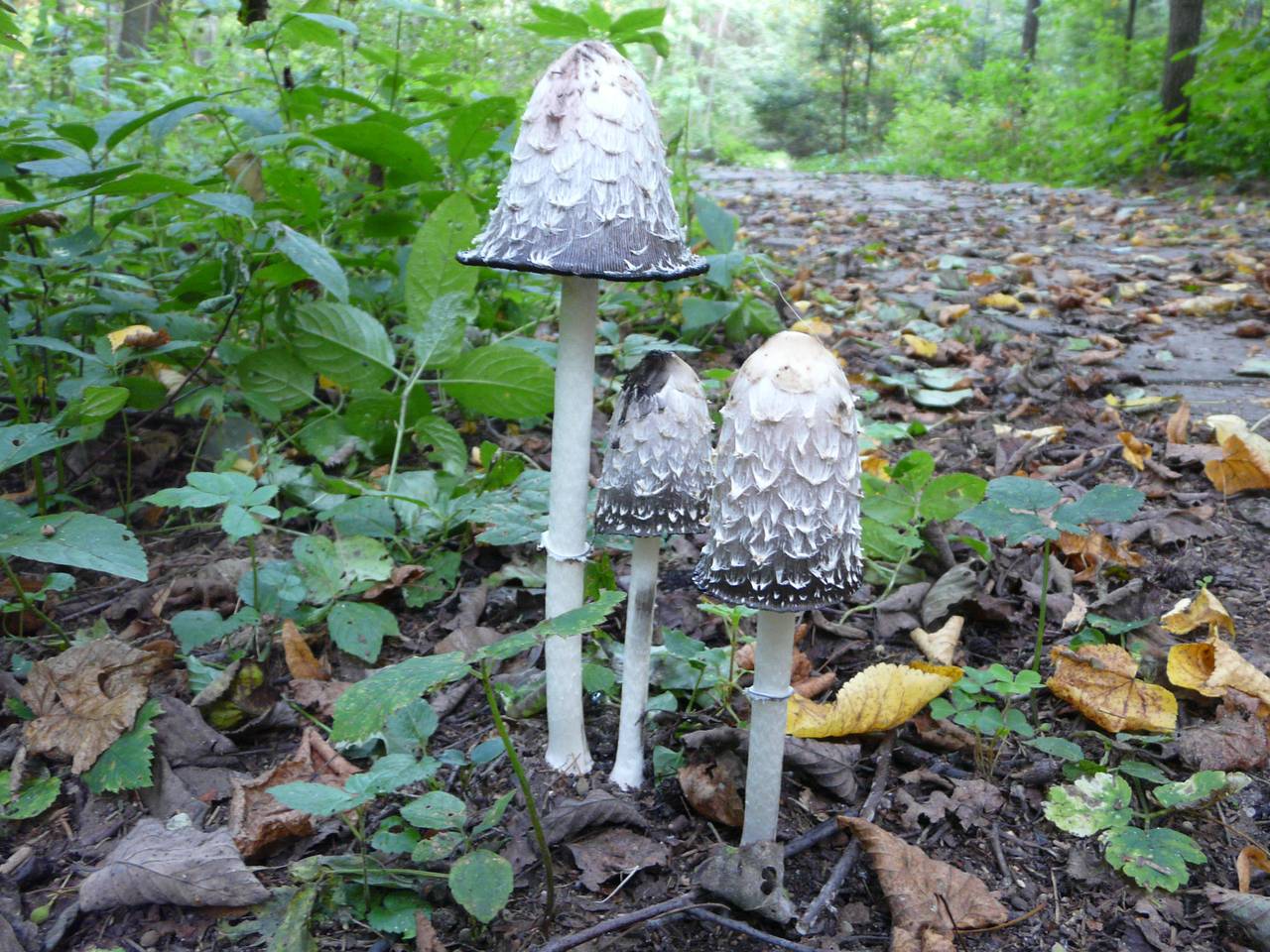 Coprinus comatus (O.F. Müll.) Pers.
фото В.П. Прохорова, Одинцовский, Moscow Oblast (Russia)