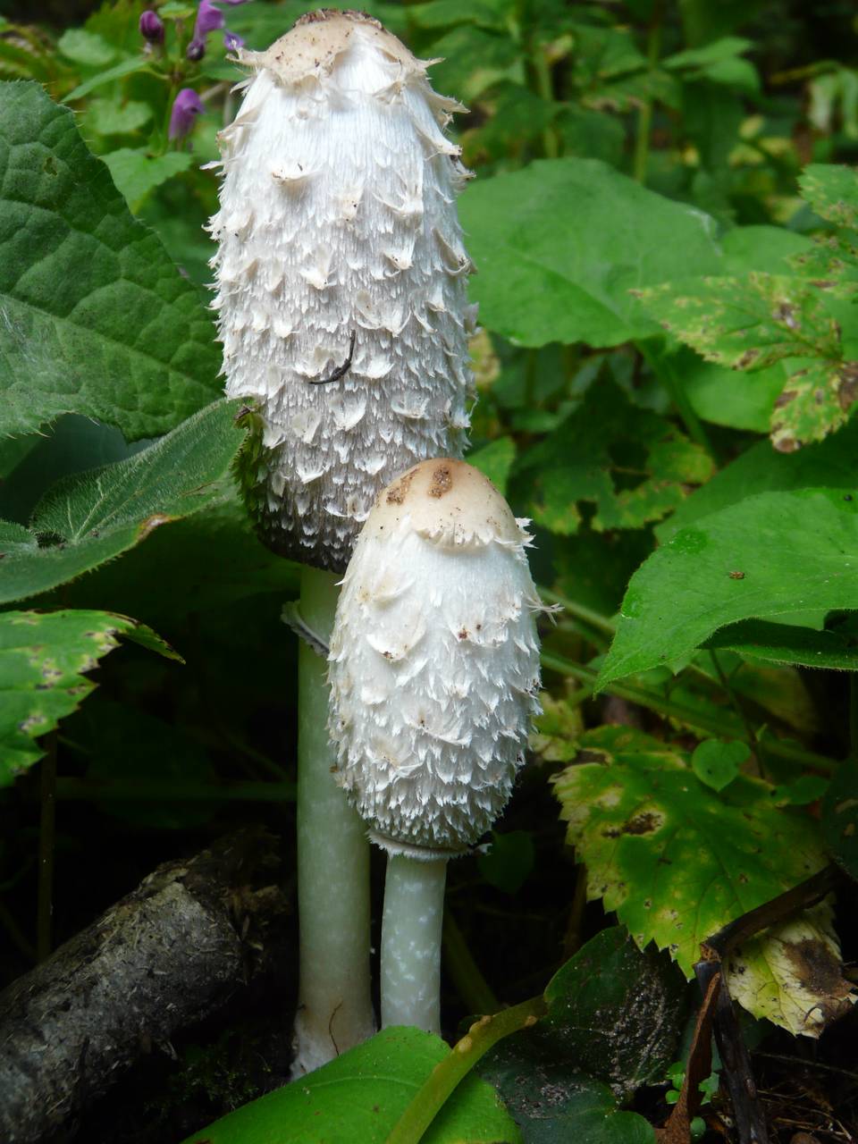 Coprinus comatus (O.F. Müll.) Pers.
фото В.П. Прохорова, Одинцовский, Moscow Oblast (Russia)