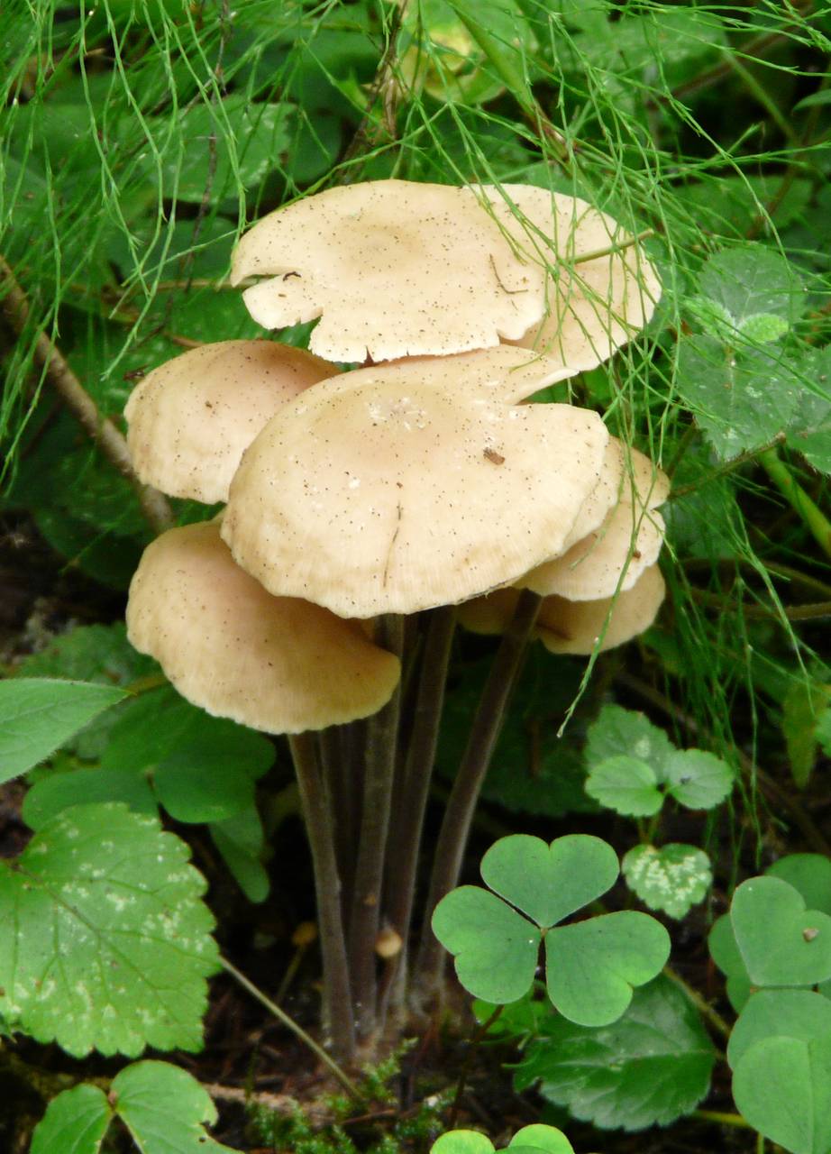 Gymnopus confluens (Pers.) Antonín, Halling & Noordel.
фото В.П. Прохорова, Одинцовский, Moscow Oblast (Russia)