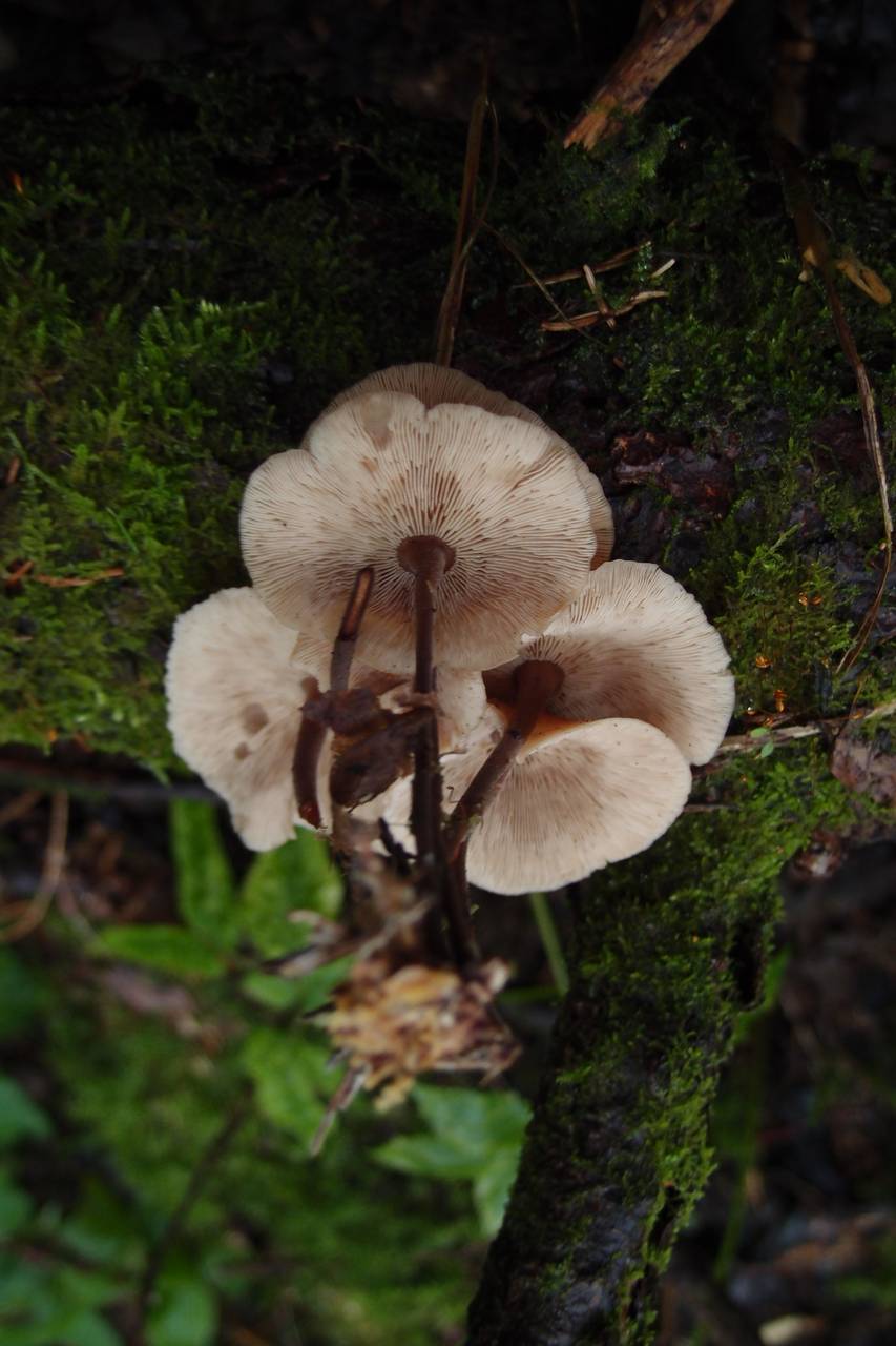 Gymnopus confluens (Pers.) Antonín, Halling & Noordel.
фото В.П. Прохорова, Одинцовский, Moscow Oblast (Russia)