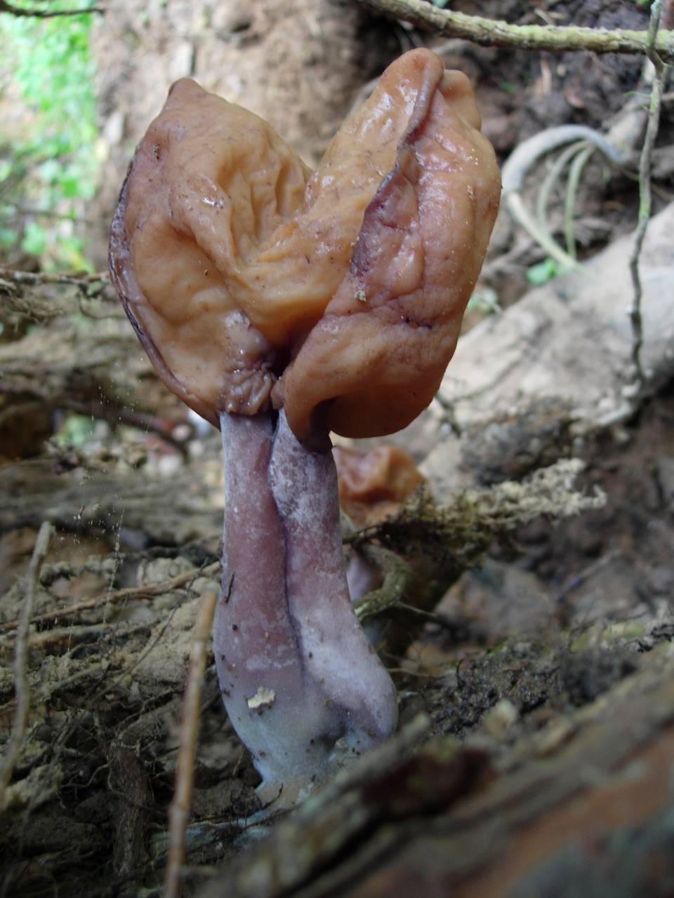 Gyromitra infula (Schaeff.) Quél.
фото А.В. Александровой, Одинцовский, Moscow Oblast (Russia)