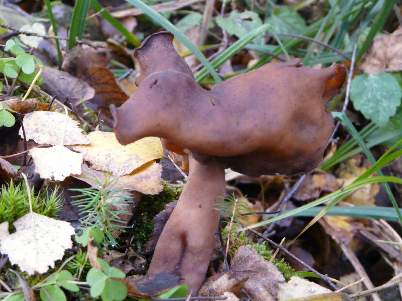 Gyromitra infula (Schaeff.) Quél.
фото А.В. Александровой, Одинцовский, Moscow Oblast (Russia)