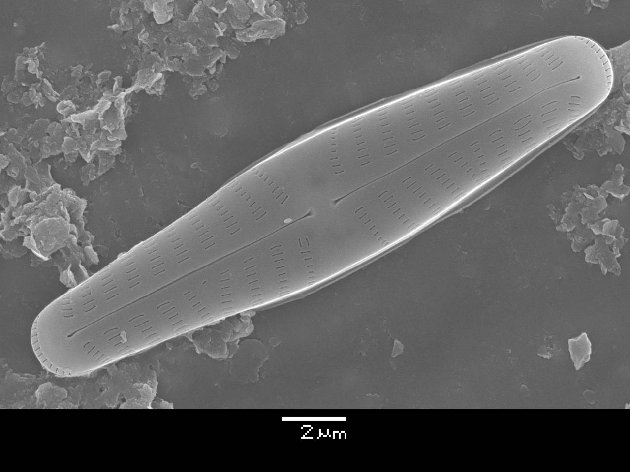 326-sem-25, Одинцовский район, Moscow Oblast (Russia)