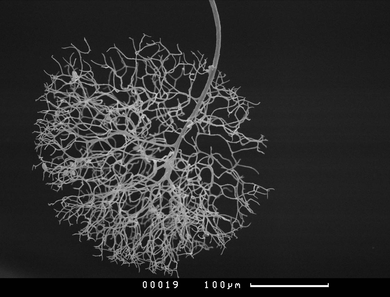 Paradiacheopsis longipes, внешний вид спороносной части, СЭМ, Кандалакшский, Karelia (Russia)