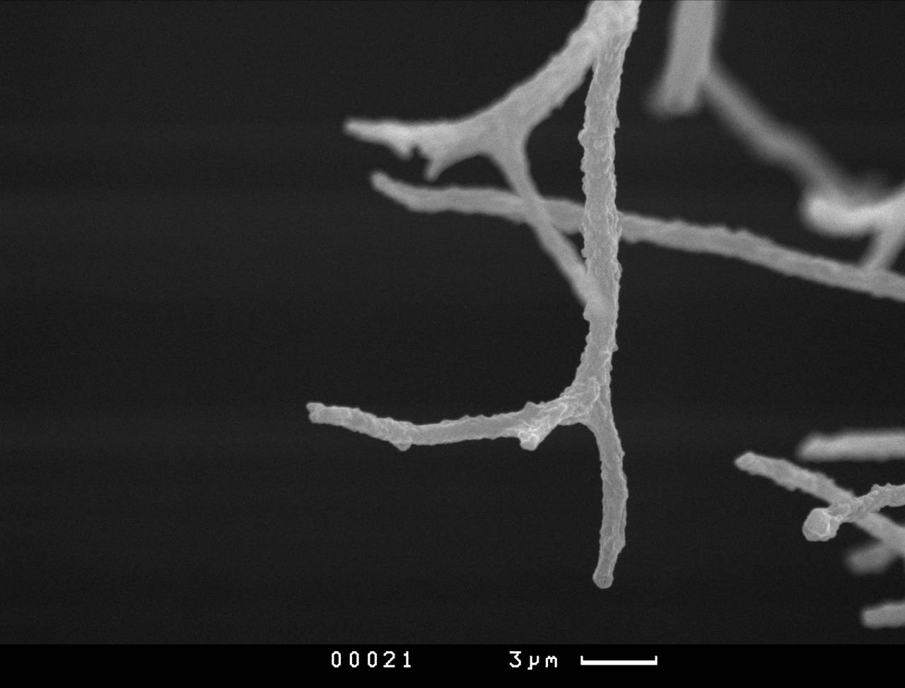 Paradiacheopsis longipes, внешний вид спороносной части, СЭМ, Кандалакшский, Karelia (Russia)