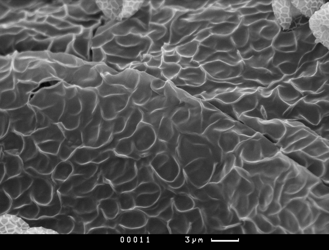 Tubifera cf. applanata, внутренняя поверхность перидия, СЭМ, Нелидовский, Tver Oblast (Russia)