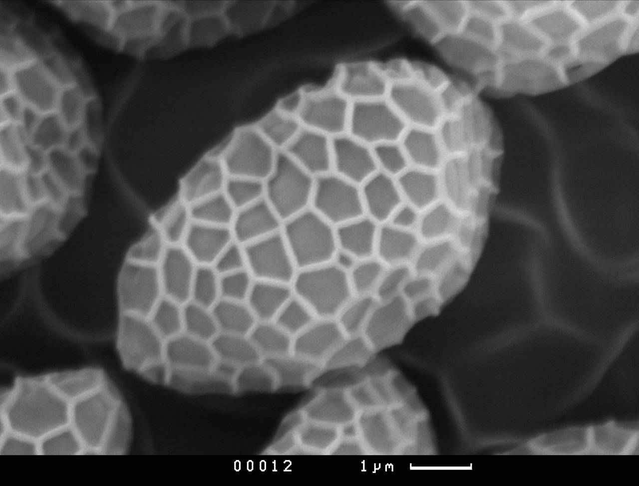 Tubifera cf. applanata, внутренняя поверхность перидия, СЭМ, Нелидовский, Tver Oblast (Russia)