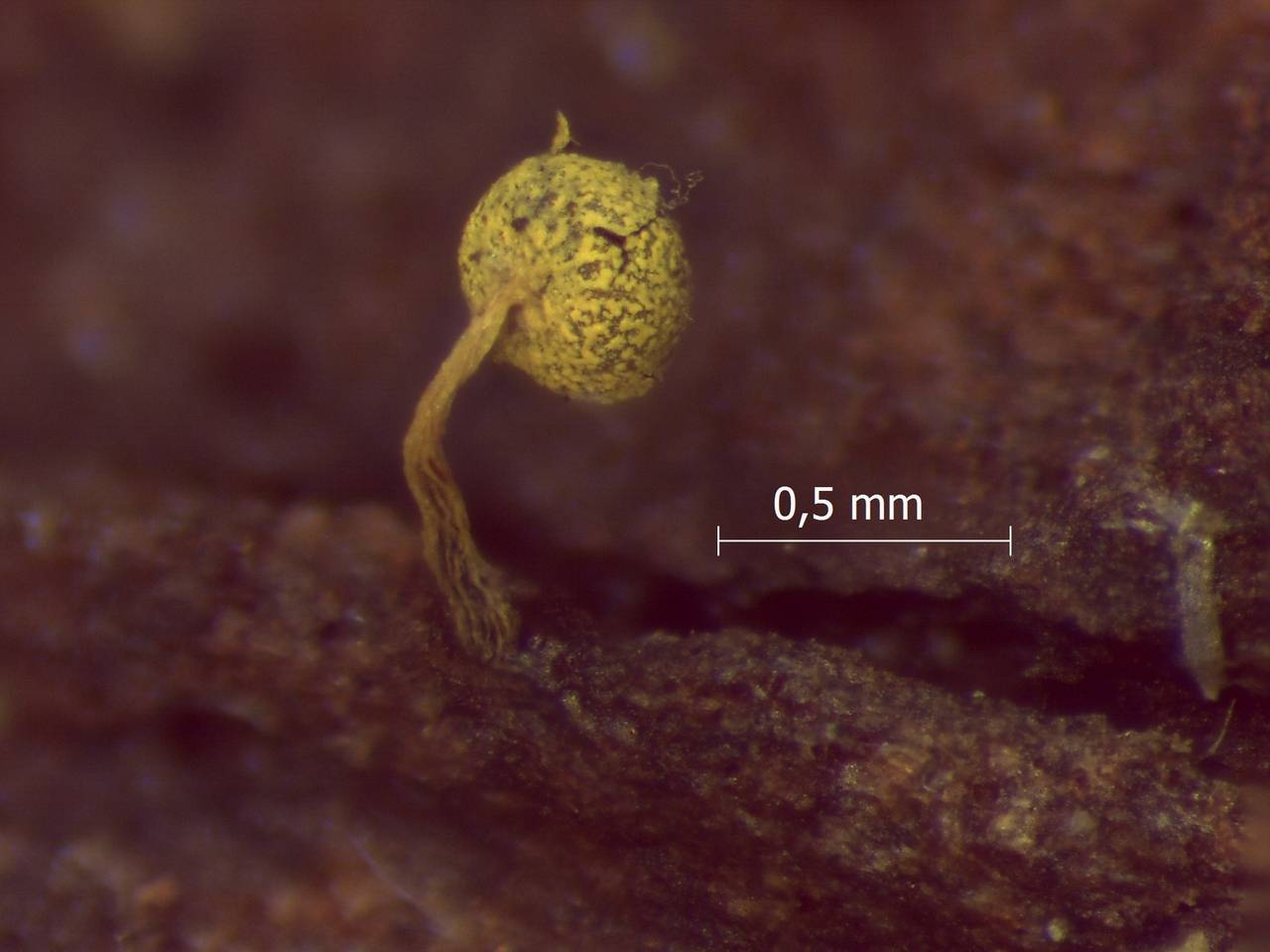 Physarum viride внешний вид спороношения, Терский, Murmansk Oblast (Russia)