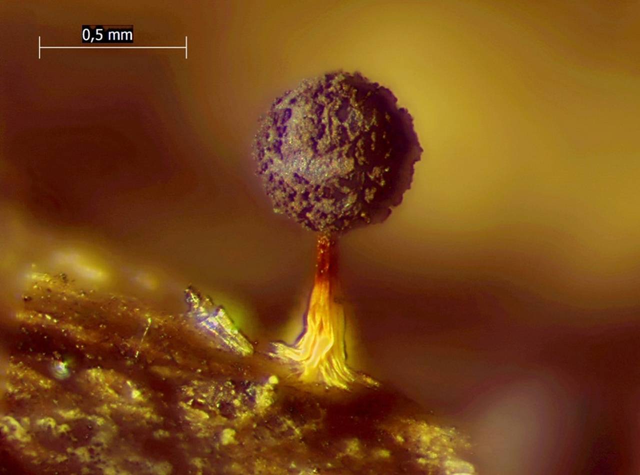 Physarum pulcherrimum споры, СЭМ, Нелидовский, Tver Oblast (Russia)