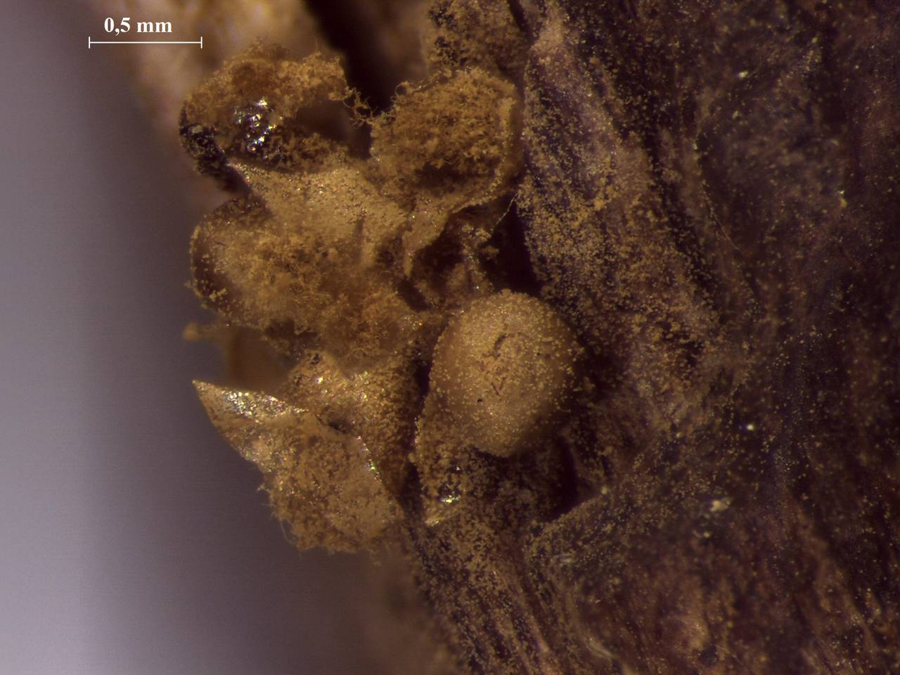 Trichia lutescens внешний вид спороношения, Чугеевский, Primorsky Krai (Russia)