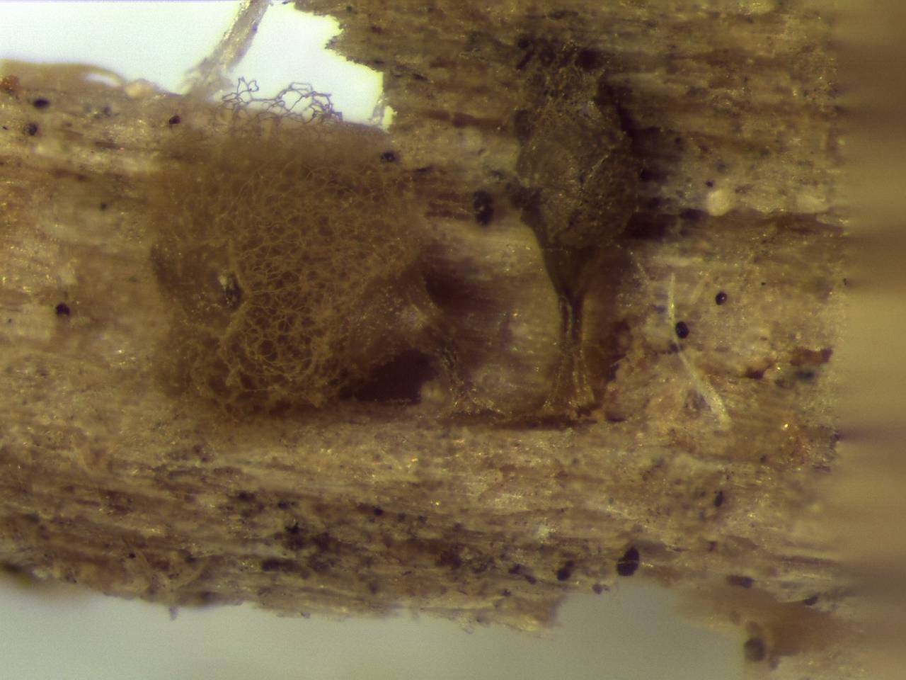 Arcyria pomiformis внешний вид спороношения, Чугеевский, Primorsky Krai (Russia)
