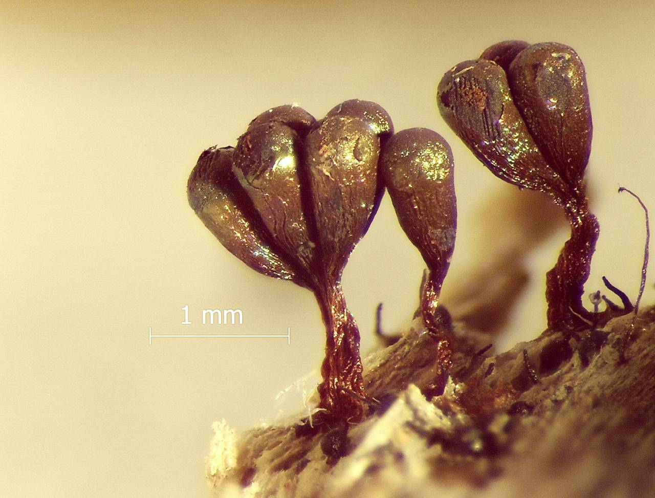 Metatrichia vesparia внешний вид спороношения, Лазовский, Primorsky Krai (Russia)