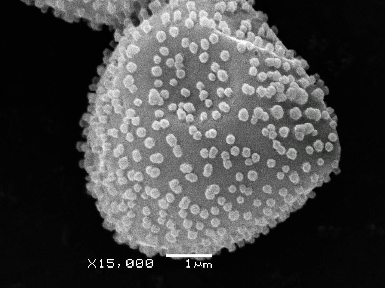 Stemonitopsis typhina, спора, СЭМ, Лазовский, Primorsky Krai (Russia)