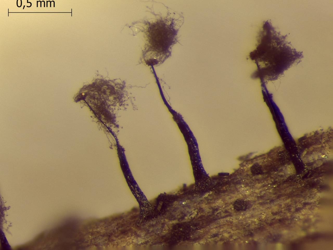 Enerthenema papillatum внешний вид спороношения после рассеивания спор, Нелидовский, Tver Oblast (Russia)