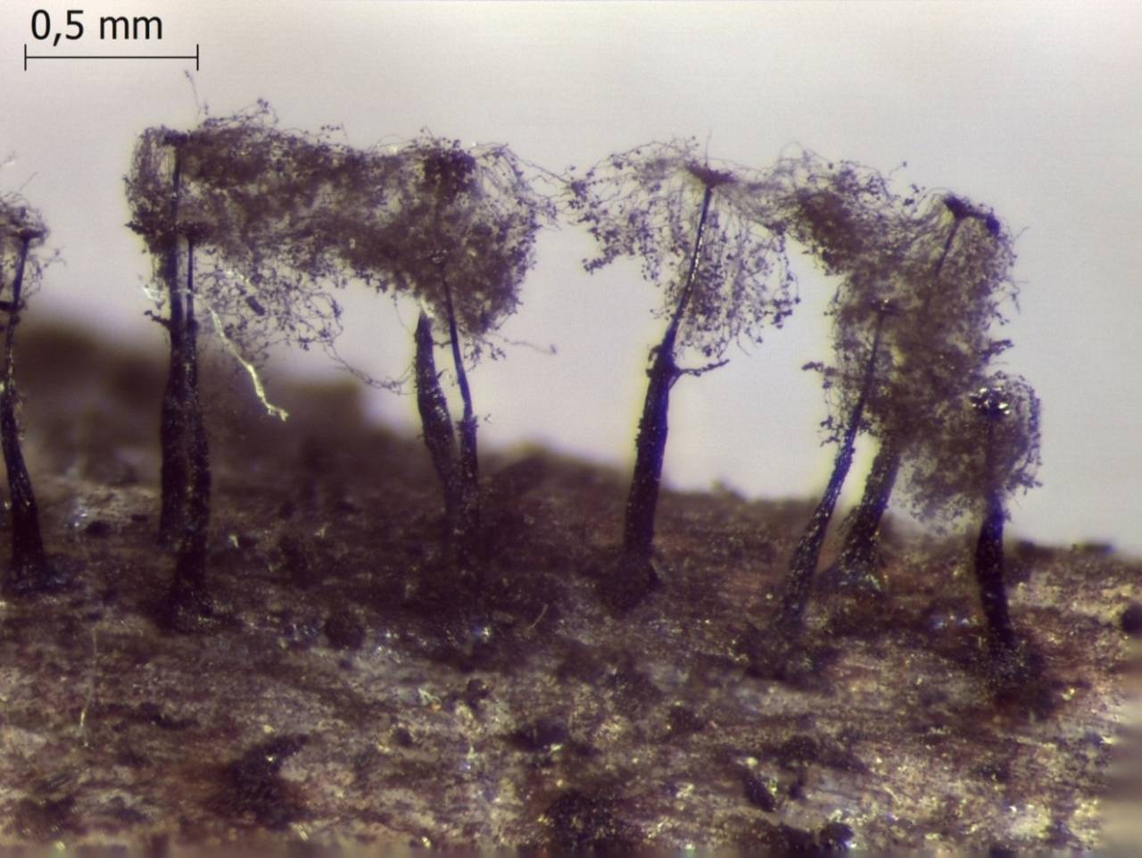Enerthenema papillatum внешний вид спороношения после рассеивания спор, Нелидовский, Tver Oblast (Russia)